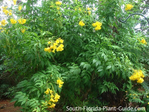 Yellow elder clearance