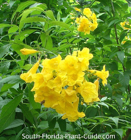 Yellow Elder