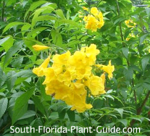 Yellow Elder