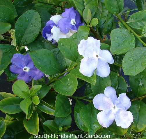 Fiori di ieri oggi e domani