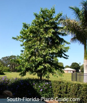 Ylang Tree Ylang Tree Jpg