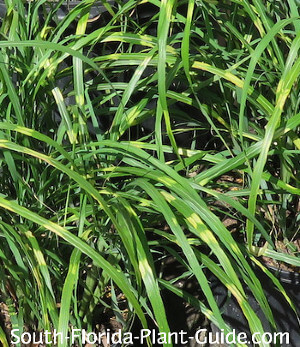 zebra grass markings